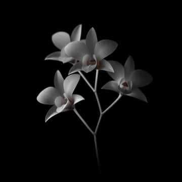 Example of an image generated in MidJourney