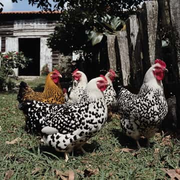 Example of an image generated in MidJourney