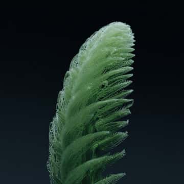 Example of an image generated in MidJourney