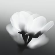 an example of an image generated in MidJourney using the prompt with the --sref 126701066, ranked 16th among the user favorites on this website.