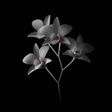 Example of an image generated in MidJourney